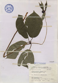 Specimen thumbnail